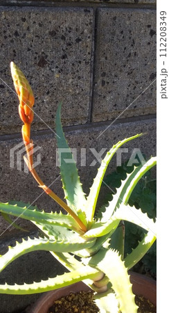 赤い花を咲かせるキダチアロエ 112208349