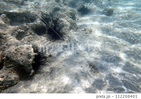 sea urchins in th red sea sea urchins in th red sea 112208401