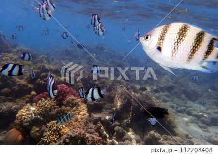 small fishes in the red sea 112208408