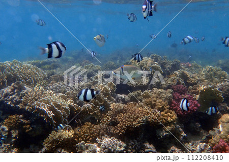 small fishes in the red sea 112208410