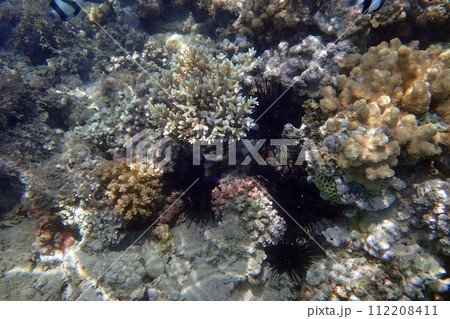 sea urchins in th red sea 112208411