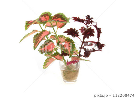 coleus plants isolated coleus plants isolated 112208474