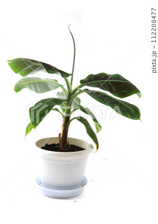 banana plant isolated banana plant isolated 112208477