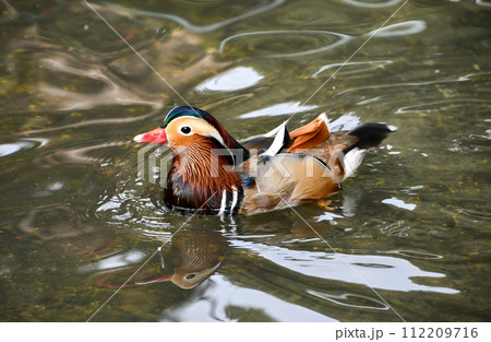 オシドリ オシドリ 112209716