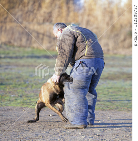 training of belgian shepherd training of belgian shepherd 112209727