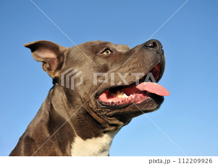 american staffordhire terrier american staffordhire terrier 112209926