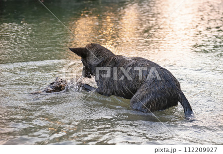 Dutch Shepherd in water Dutch Shepherd in water 112209927
