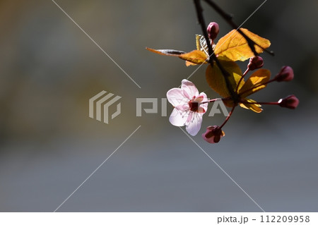 Blossom tree. Nature background.Sunny day. Spring flowers. Beautiful Orchard. Abstract blurred background. Springtime 112209958