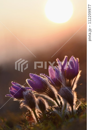 Spring background with flowers in meadow. Pasque Flower (Pulsatilla grandis) 112209977