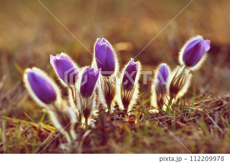 Spring background with flowers in meadow. Pasque Flower (Pulsatilla grandis) 112209978
