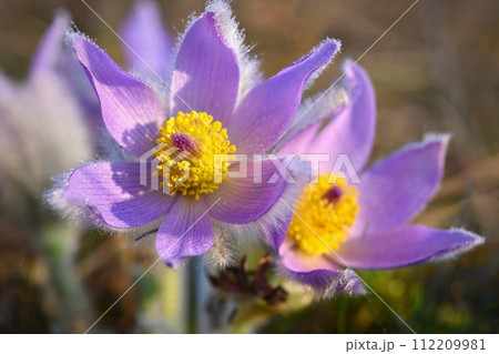 Spring background with flowers in meadow. Pasque Flower (Pulsatilla grandis) Spring background with flowers in meadow. Pasque Flower (Pulsatilla grandis) 112209981