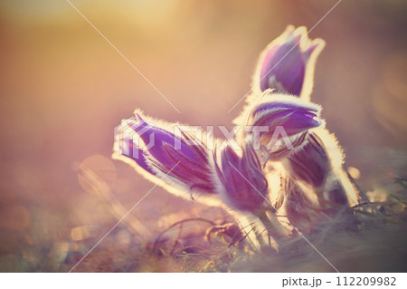 Spring background with flowers in meadow. Pasque Flower (Pulsatilla grandis) 112209982