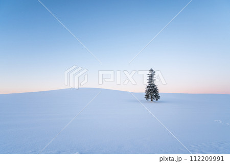 夜明け前の雪が積もった北海道美瑛クリスマスツリーの木 112209991
