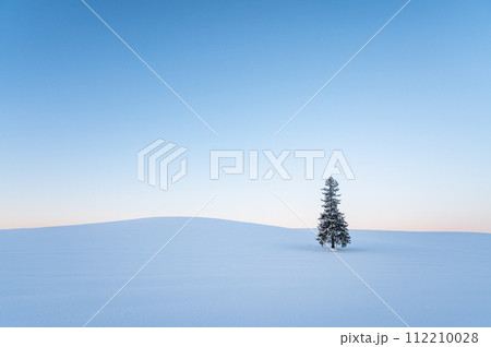 夜明け前の雪が積もった北海道美瑛クリスマスツリーの木 112210028