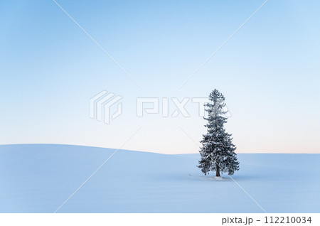 夜明け前の雪が積もった北海道美瑛クリスマスツリーの木 夜明け前の雪が積もった北海道美瑛クリスマスツリーの木 112210034