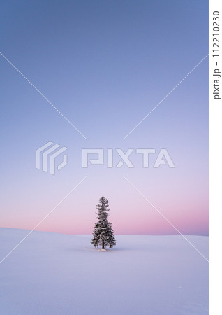 冬の北海道美瑛雪が積もったクリスマスツリーの木 112210230