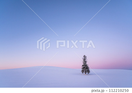冬の北海道美瑛雪が積もったクリスマスツリーの木 冬の北海道美瑛雪が積もったクリスマスツリーの木 112210250