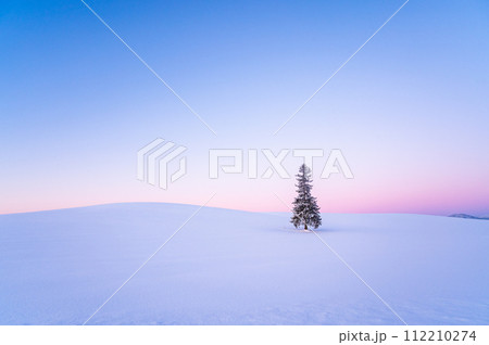 冬の北海道美瑛雪が積もったクリスマスツリーの木 冬の北海道美瑛雪が積もったクリスマスツリーの木 112210274