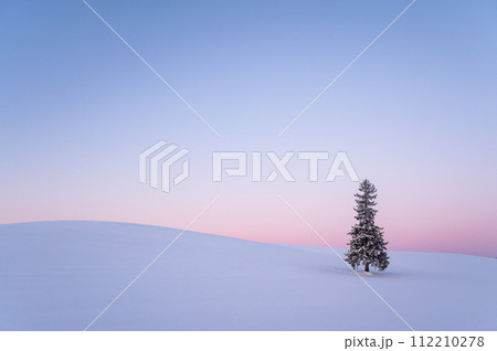 冬の北海道美瑛雪が積もったクリスマスツリーの木 112210278