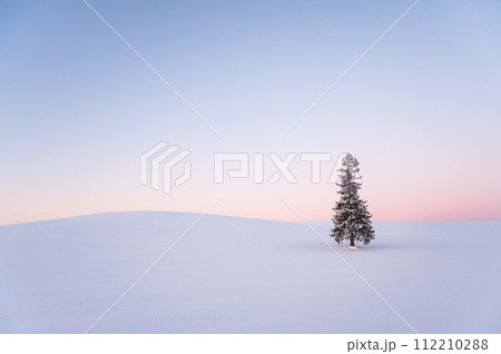 冬の北海道美瑛雪が積もったクリスマスツリーの木 冬の北海道美瑛雪が積もったクリスマスツリーの木 112210288