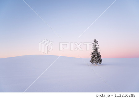 冬の北海道美瑛雪が積もったクリスマスツリーの木 冬の北海道美瑛雪が積もったクリスマスツリーの木 112210289