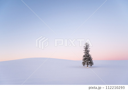 冬の北海道美瑛雪が積もったクリスマスツリーの木 112210293