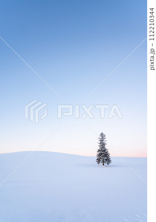 冬の北海道美瑛雪が積もったクリスマスツリーの木 冬の北海道美瑛雪が積もったクリスマスツリーの木 112210344
