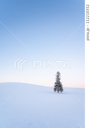 冬の北海道美瑛雪が積もったクリスマスツリーの木 112210352