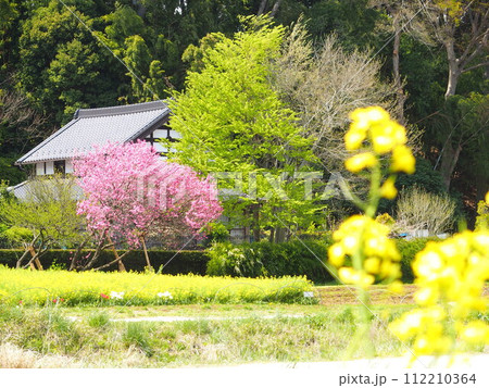 花桃の咲く春の里山風景 花桃の咲く春の里山風景 112210364
