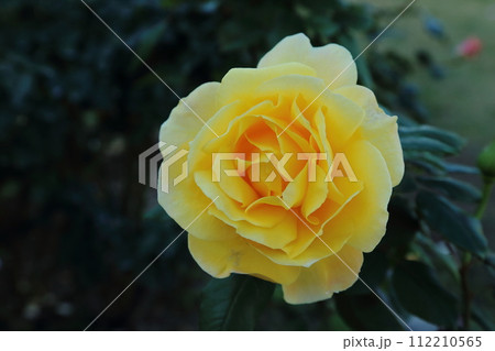 荒尾市　おもやい市民花壇　バラの花、 112210565