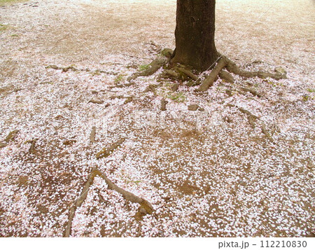 桜の花びらの散った公園の庭 112210830