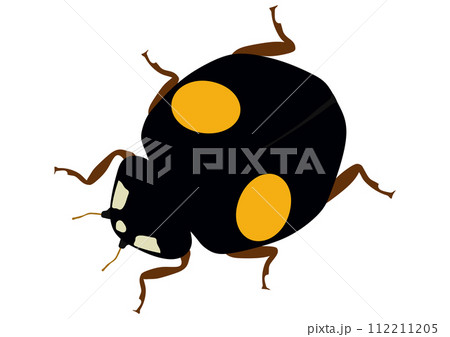 益虫の「ナミテントウ」二紋型  黒地黄二紋  下向き  斜め 112211205