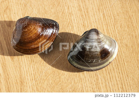 大きなハマグリ 大きなハマグリ 112212379