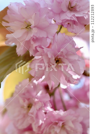 晴れの日の八重桜　春の花 112212893