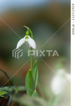 スノードロップの花 112212929