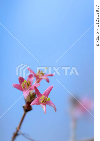 春を告げるウグイスカグラの花 112212937