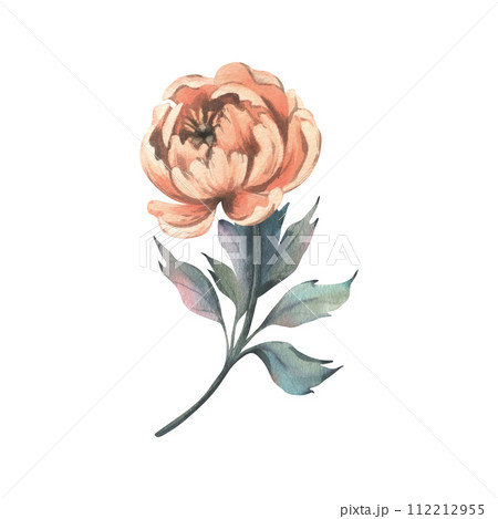 Peony flower in peach fuzz, orange, red, coral color with stem and leaves, beautiful, retro styled. Hand drawn watercolor illustration. One element isolated from the background. Peony flower in peach fuzz, orange, red, coral color with stem and leaves, beautiful, retro styled. Hand drawn watercolor illustration. One element isolated from the background. 112212955