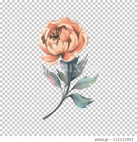 Peony flower in peach fuzz, orange, red, coral color with stem and leaves, beautiful, retro styled. Hand drawn watercolor illustration. One element isolated from the background. Peony flower in peach fuzz, orange, red, coral color with stem and leaves, beautiful, retro styled. Hand drawn watercolor illustration. One element isolated from the background. 112212955