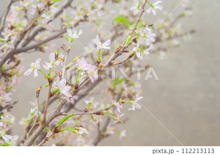 桜　啓翁桜 112213113