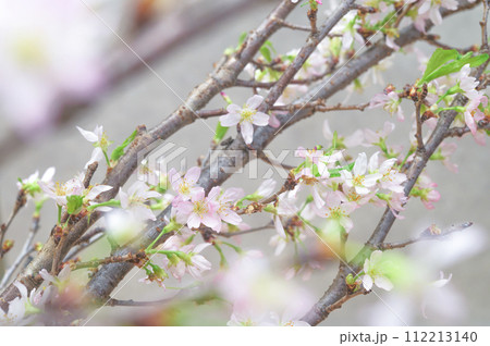 桜　啓翁桜 112213140