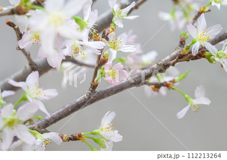 桜　啓翁桜 112213264