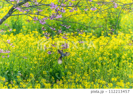 千葉県旭市 岩井の堰 河津桜と菜の花 千葉県旭市 岩井の堰 河津桜と菜の花 112213457