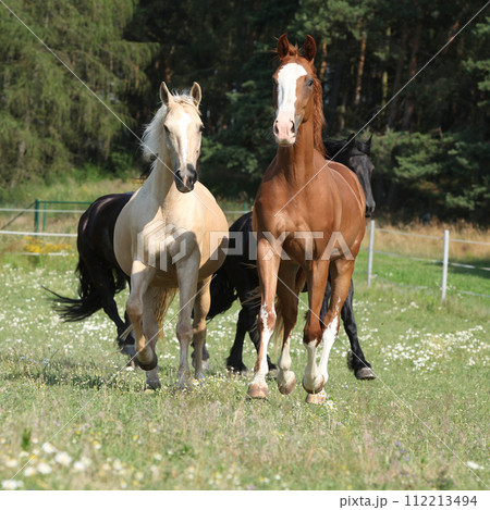 Kinsky and friesian horse running together 112213494