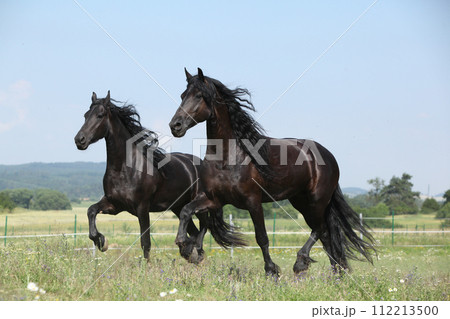 Two amating friesian mares running on pasturage together Two amating friesian mares running on pasturage together 112213500