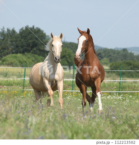 Two Kinsky horses running on pasturage 112213502