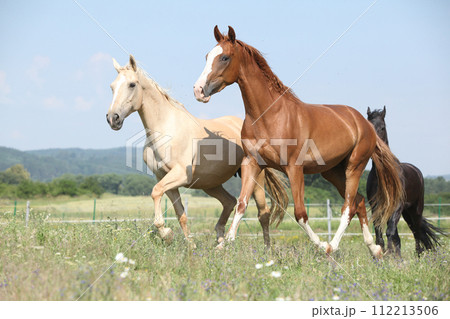 Two Kinsky horses running on pasturage Two Kinsky horses running on pasturage 112213506