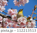 小春日和の河津桜とメジロ 112213513
