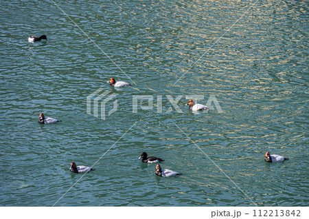 宇治川を泳ぐ鴨 112213842