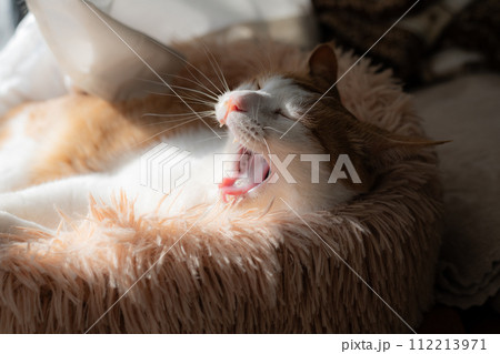 欠伸をする猫　茶トラ白 112213971