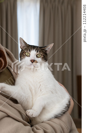 猫を抱きしめる　キジトラ猫 112214408